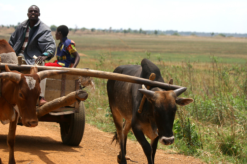 Africa 2011